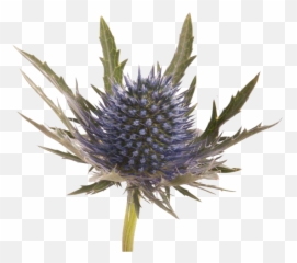 Blue Thistle Flowers Png Image File