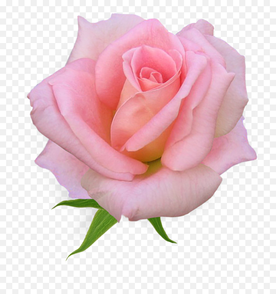 Pink Rose Clipart Flower - Flower Pink Rose Png,Real Rose Png