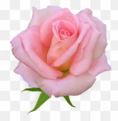 Pink Rose Clipart Flower - Flower Pink Rose Png,Real Rose Png