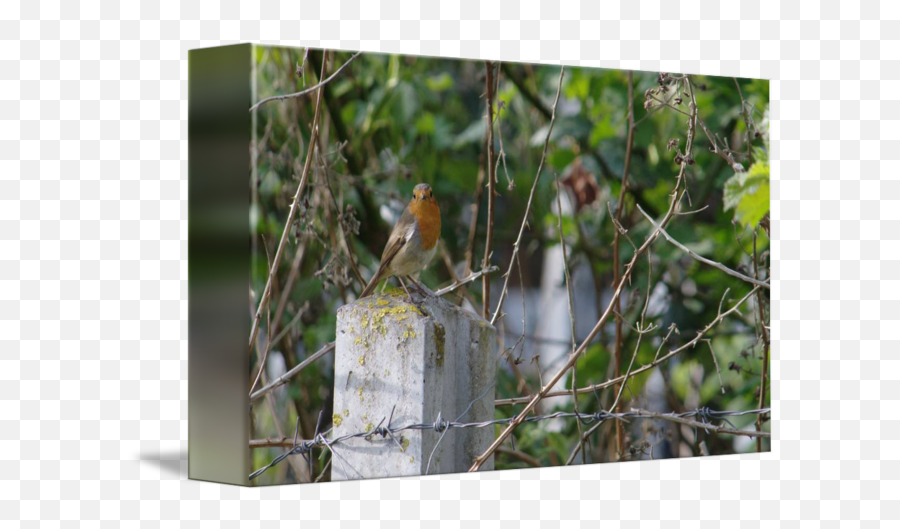 Robin And Barbed Wire - European Robin Png,Barbed Wire Transparent