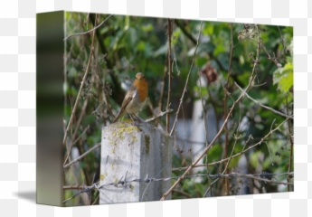 Robin And Barbed Wire - European png