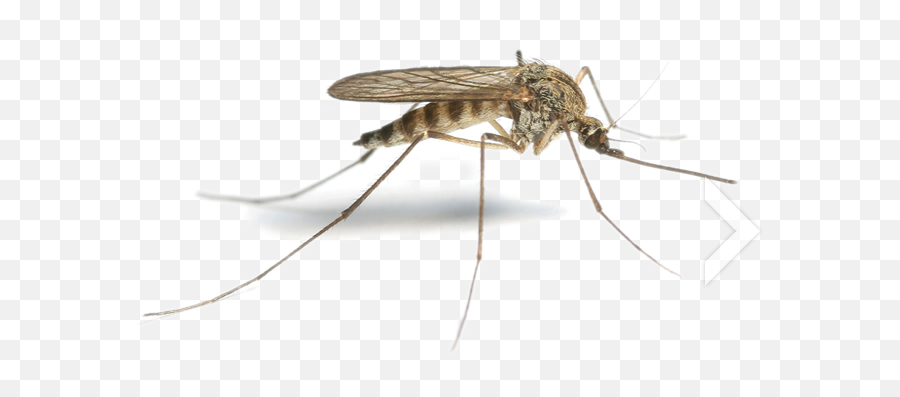 Mosquito Png Transparent Free Images