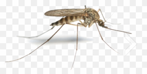 Mosquito Png Transparent Free Images
