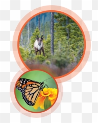 Activity Web Of Life - Project Learning Tree Png,Icon Viceroy