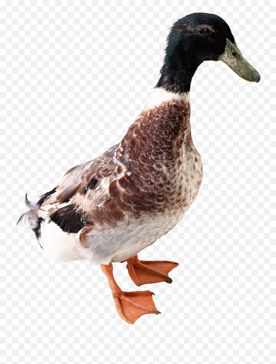 Free Png Duck - Duck Side Png,Duck Png