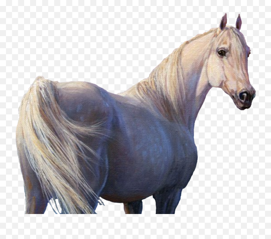 Horse Horses Unicorn Unicorns Whitehorse White Beautifu Png