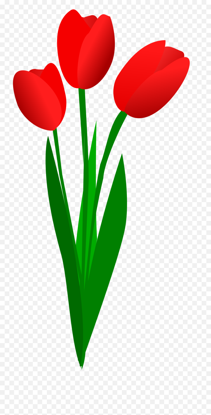 Vector Royalty Free Download Png Files - Red Tulips Clipart,Tulip Transparent