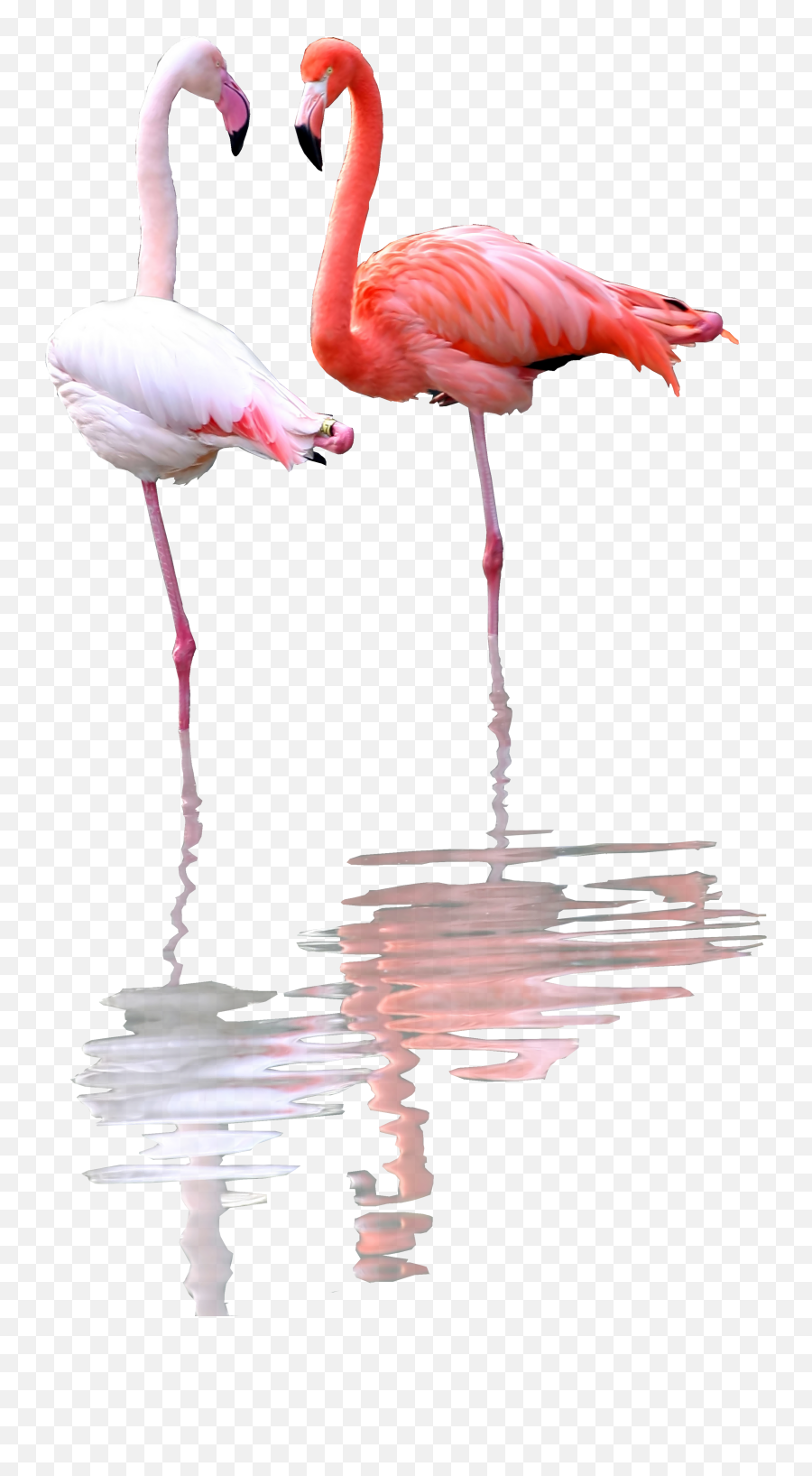 1 File In Png Format Photo Overlays Sky Free Flamingo Transparent Background