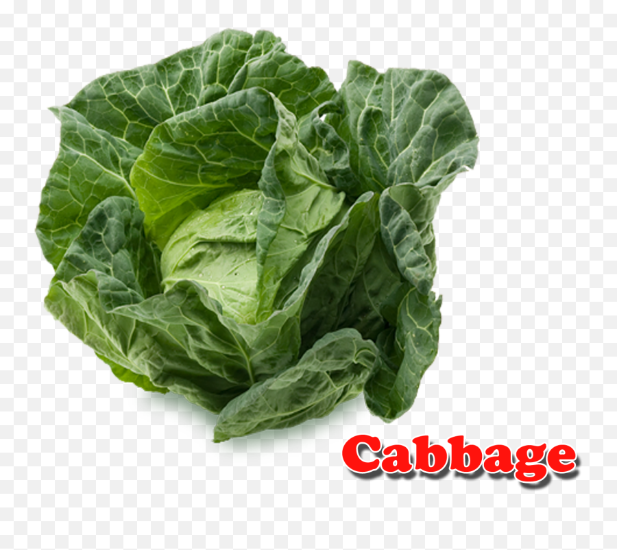 Download Cabbage Png - Cabbage With The Name,Cabbage Png