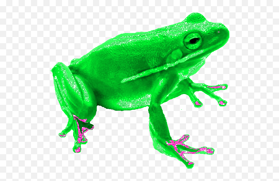 Frog Sticker Gif Gfycat - Transparent Frog Animated Gif Png,Pepe The Frog Transparent