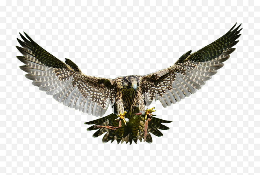 Falcon Png Free Download - Falcon Animal Png,Falcon Png