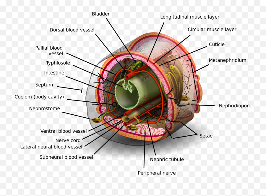 Earthworm Transversal View - Coelom Meaning In Urdu Png,Earthworm Png