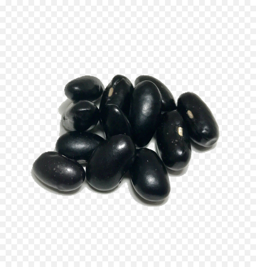 Download Shady Side Farm - Black Bean Png,Bean Png