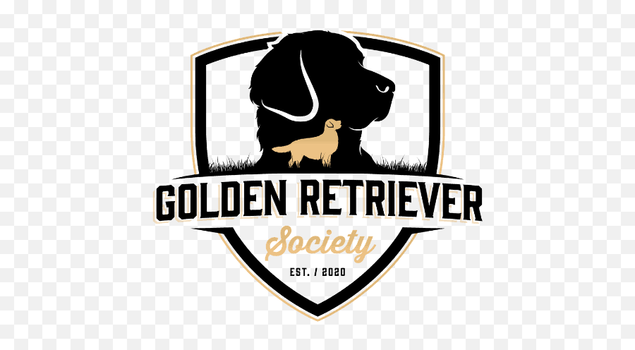 Types And Colors Of Golden Retrievers U2013 Retriever Society - Hunting Dog Png,Golden Retriever Transparent