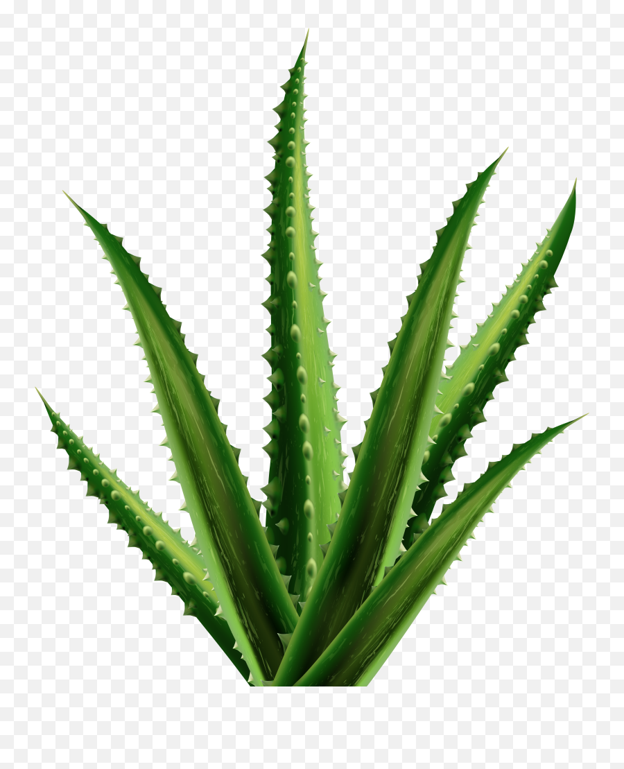 Png Clipart - Aloe Vera,Agave Png