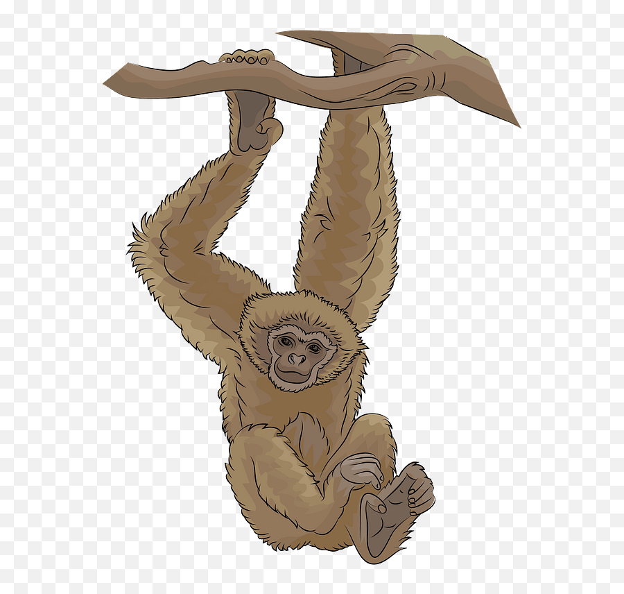 Gibbon Clipart Free Download Transparent Png Creazilla - Gibbon Png,Orangutan Png