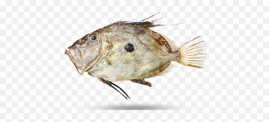 Home - John Dory Png,Dory Png