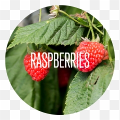Soloberry U2014 Products - Frutti Di Bosco Png,Raspberries Png