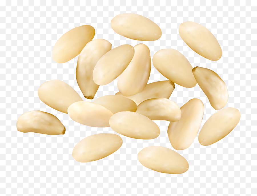 Download Hd Pine Nuts Png Transparent - Pine Nuts Png,Nuts Png