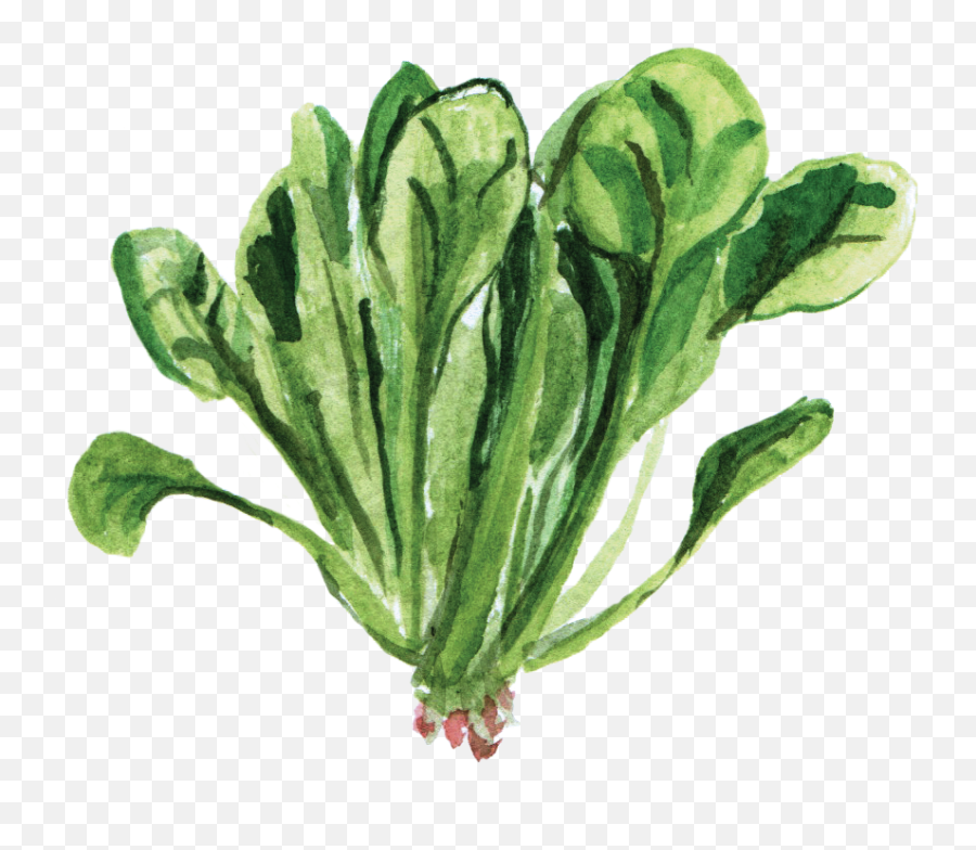 Spinach - Spinach Watercolor Png,Spinach Png