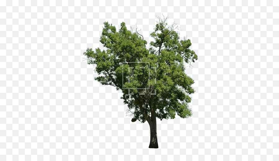 Laurus Nobilis Tree - Laurus Nobilis Tree Png,Tree Cutout Png