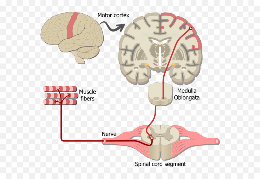 Sample Somatic Nervous System Pathways - Somatic Nervous System Diagram Png,Nervous System Png