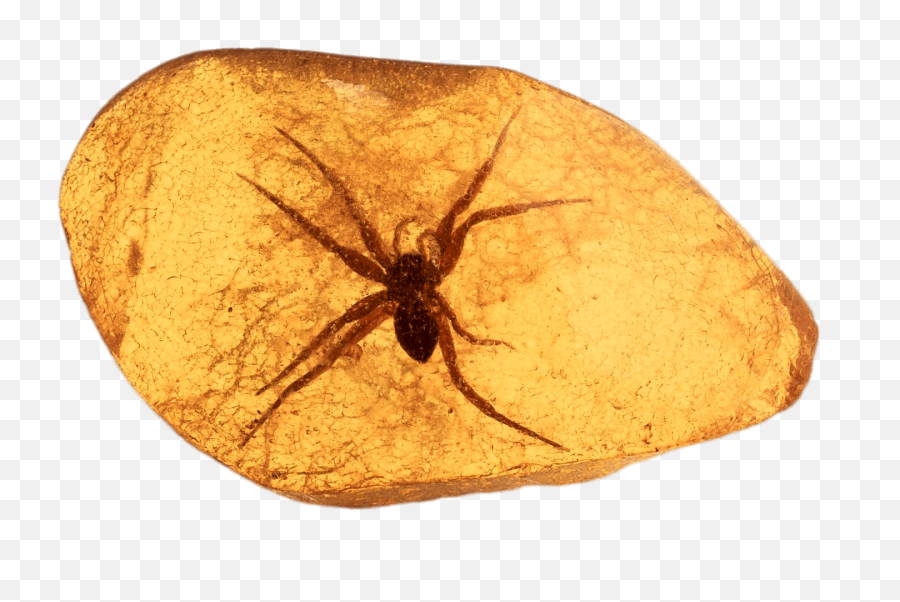 Spider Trapped In Amber Transparent Png - Stickpng Amber Fossil Png,Black Widow Spider Png