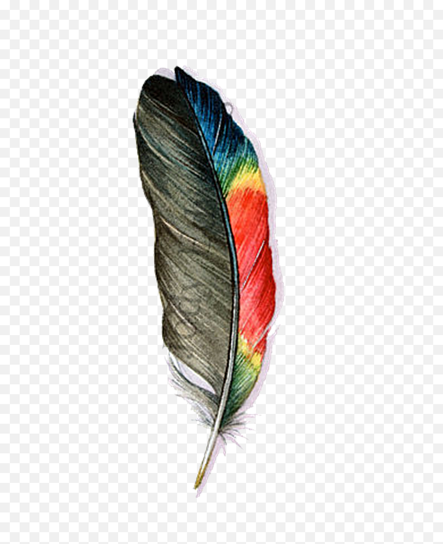 Transparent Feathers Parrot - Transparent Background Feather Png Parrot Feather,Parrot Transparent