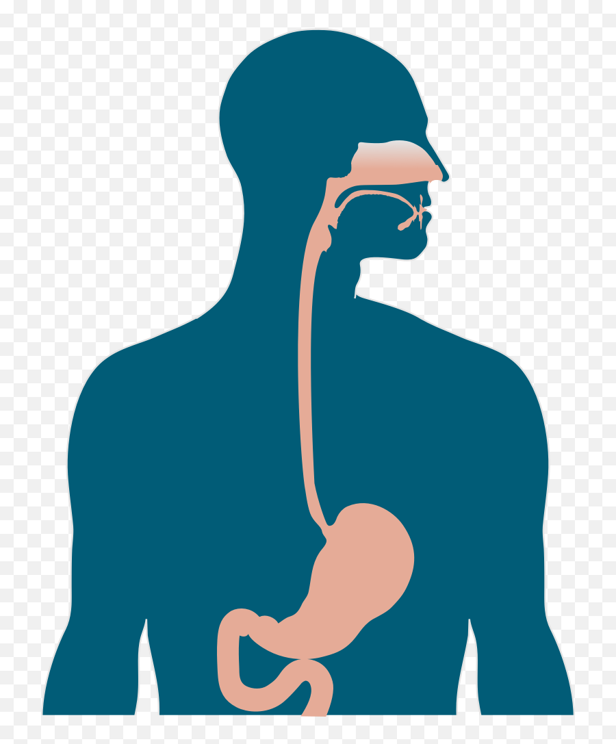 Gastroscopy Procedure Wexford Gastro Murdoch Perth - Illustration Png,Stomach Png