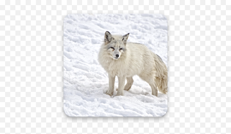 Arctic Fox Wallpaper Hd U2013 Appar På Google Play - Zorro Artico Png,Arctic Fox Png