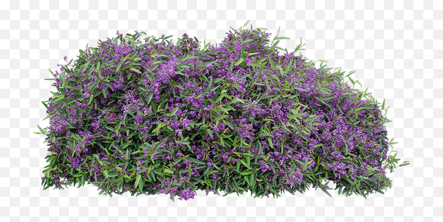 Download Free Png Ground Cover - Flowering Shrubs For Full Sun Australia,Ground Cover Png