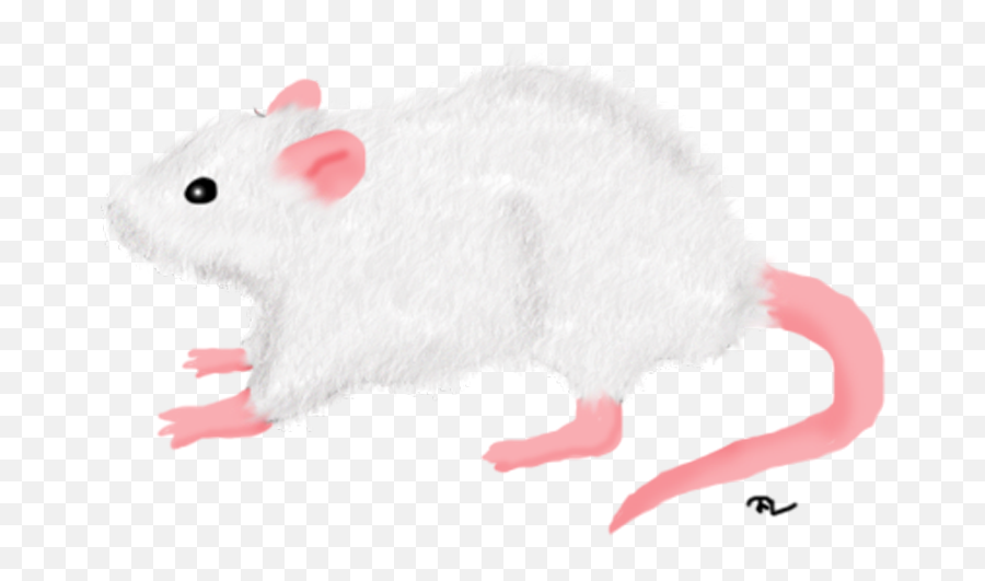 White Rat Png 1 Image - White Rat In Png,Rat Transparent