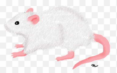 White Rat Png 1 Image - White Rat In Png,Rat Transparent