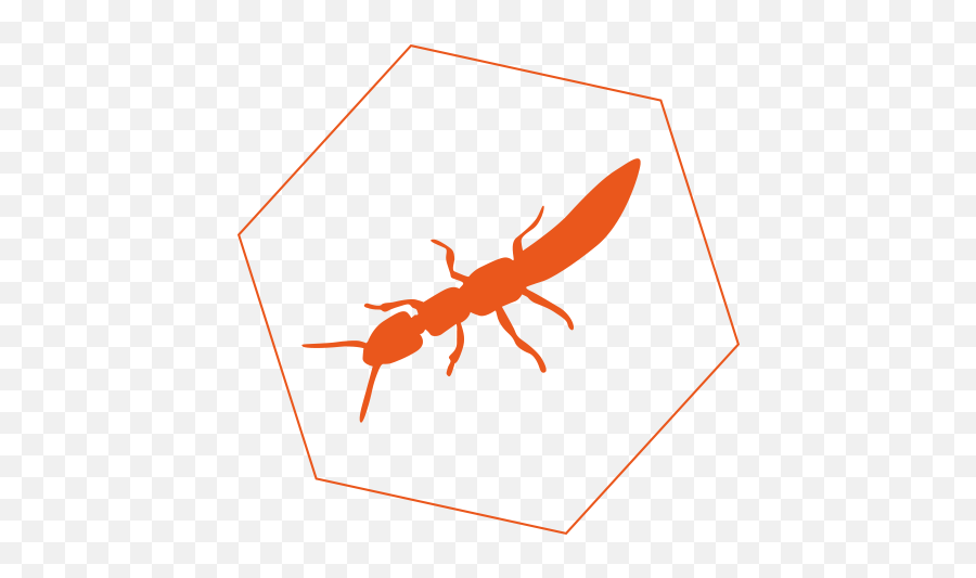 Termites - Insect Png,Termite Png