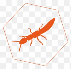 Termites - Insect Png,Termite Png