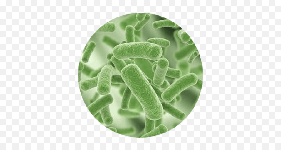 Download Free Png Understanding Bacteria - Dlpngcom Lactobacillus Plantarum En Vino,Bacteria Png