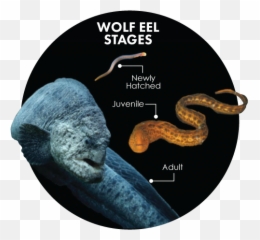 San Franciscou0027s Globe - Trotting Wolf Eels U2013 Aquarium Of The Bay Gwanghwamun Gate Png,Eel Png