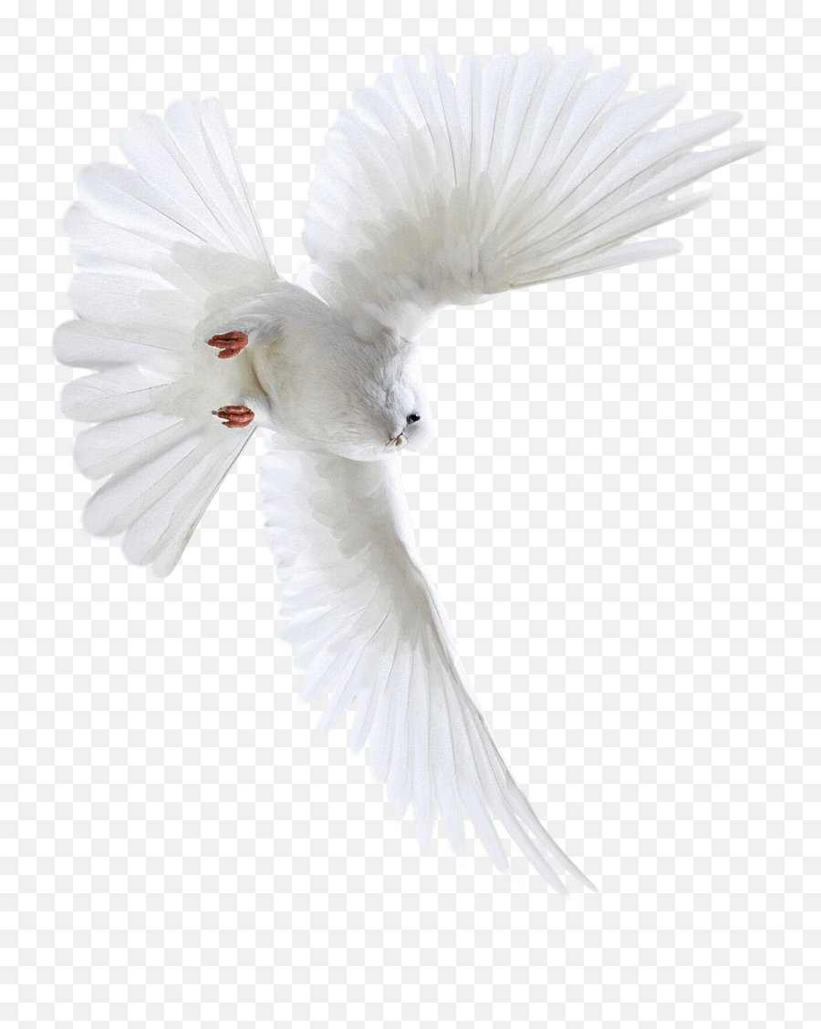 Download Paloma - Pigeons And Doves Hd Png Download Uokplrs White Dove,Doves Png