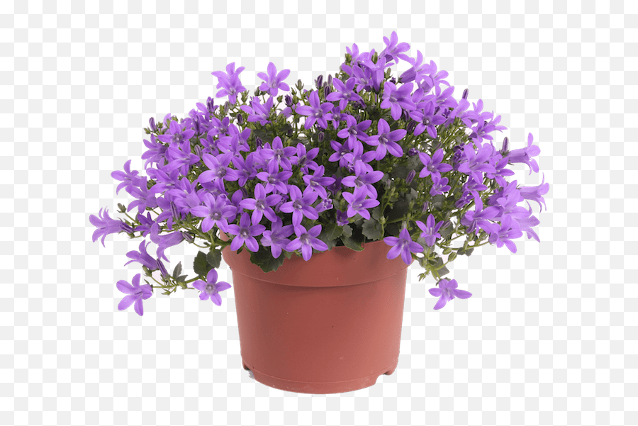 Download Campanula Iris - Lavender Flower Pot Png Png Image Purple Flower Pot Png,Iris Flower Png