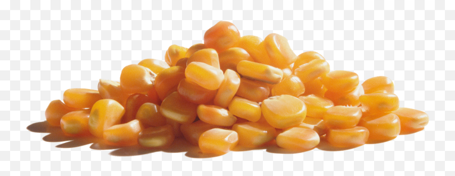 About - Corn Kernel Png,Popcorn Kernel Png