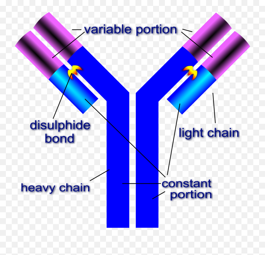 Antibody Illustration - Difference Between Antibodies And Immunoglobulins Png,Antibody Png