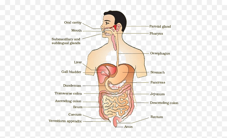 Human Digestive System Transparent - Alimentary Canal Of Human Png,Digestive System Png