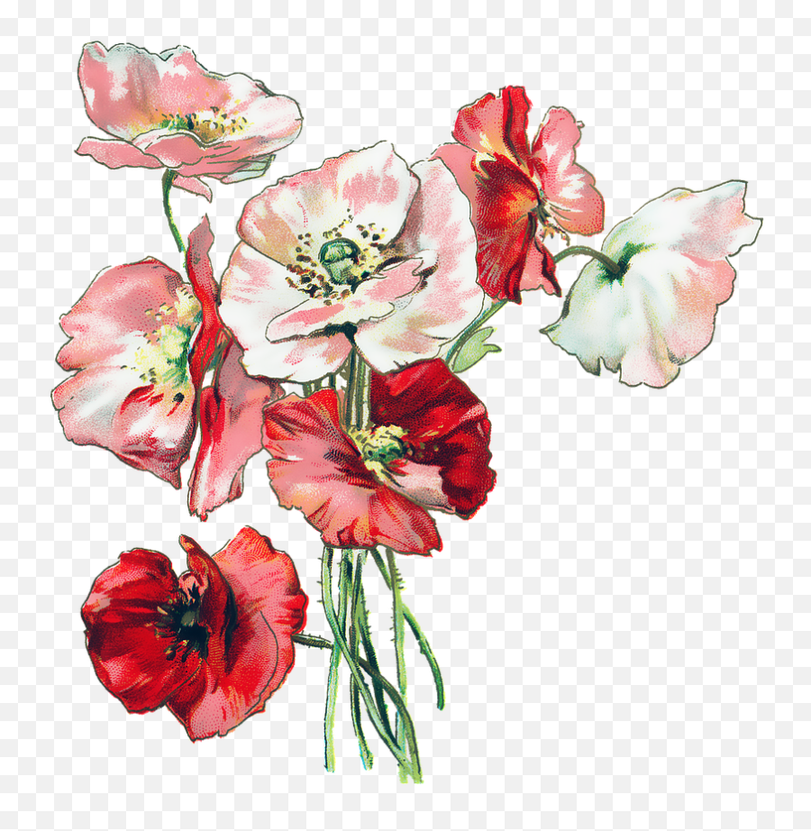 Poppy Clipart English Png Poppies