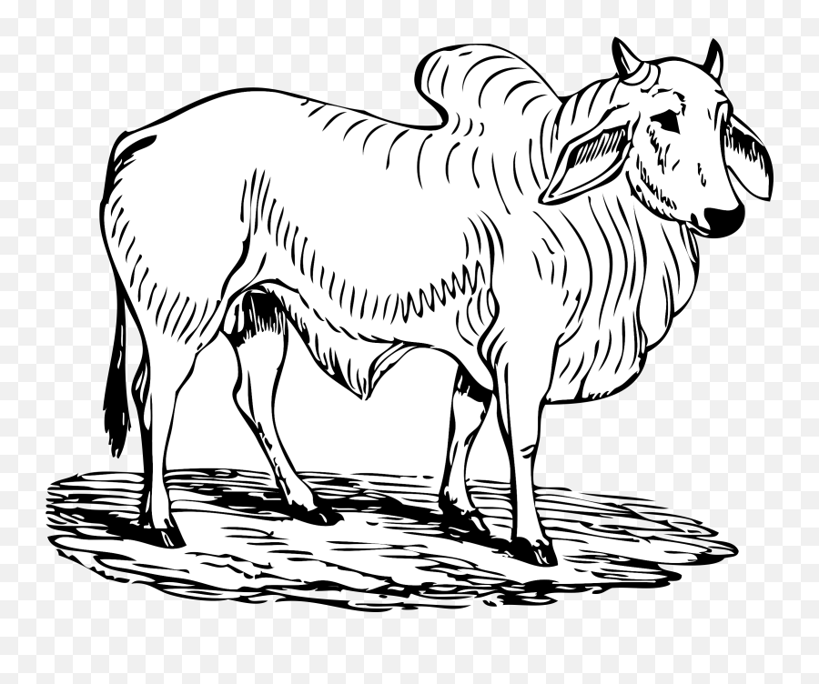 This Free Icons Png Design Of Brahma Bull - Clip Art Library Outline Images Of Ox,Feral Icon