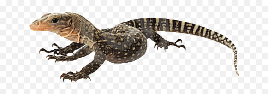 Lizards - Reptiles Pequeños Para Mascota Png,Lizard Transparent