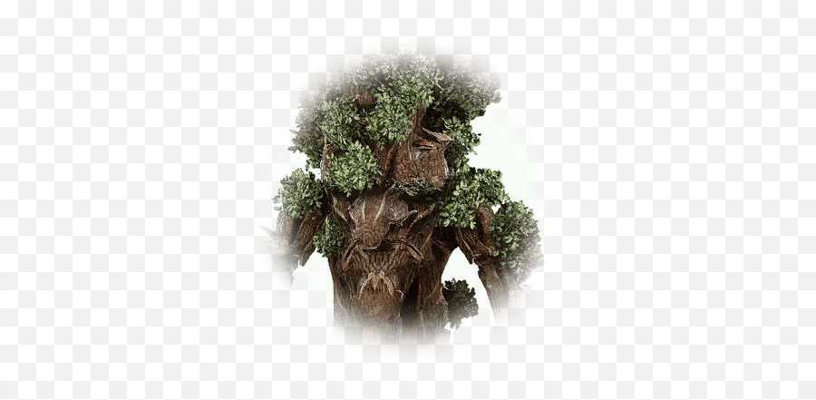 Old Tree Bark - Bdo Codex Environmental Art Png,Acacia Tree Icon