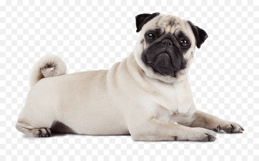 Vital Essentials - Pug Png,Alpha Icon Dog Clothes