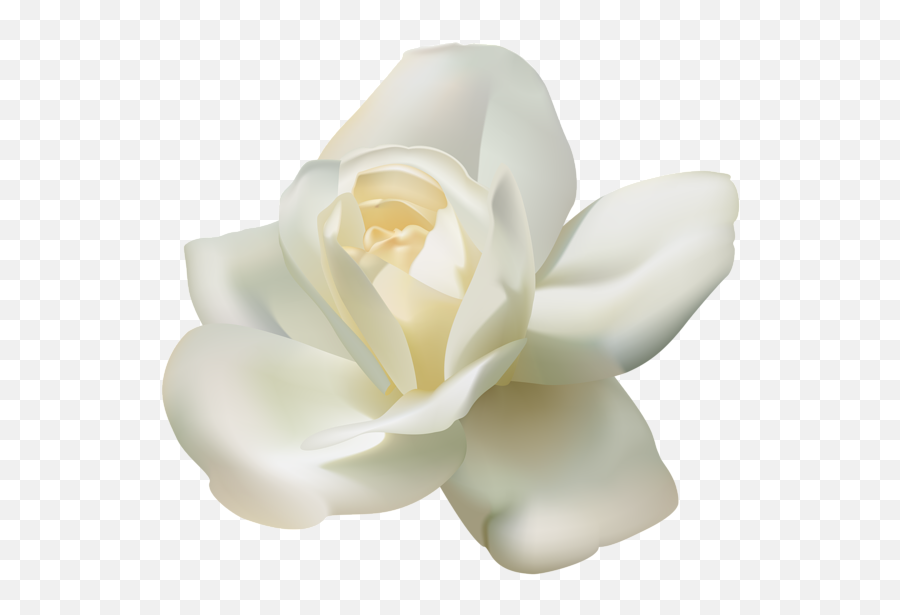 Download White Rose Png - Transparent White Rose Png,Real Rose Png