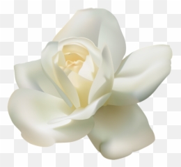 Download White Rose Png - Transparent White Rose Png,Real Rose Png