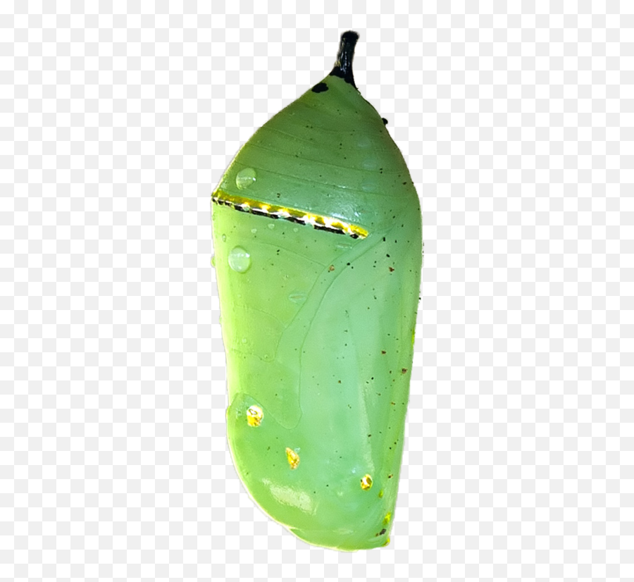 Pin By Courtney Patterson - Png Caterpillar Cocoon Png,Caterpillar Transparent Background